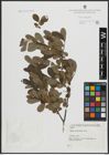 Foto von Salix atrocinerea Brot.